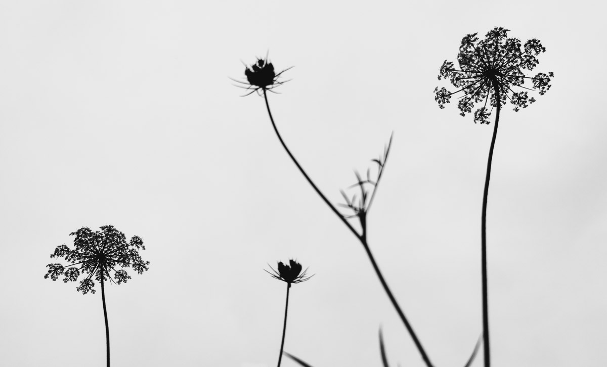 como fotografiar flores 28