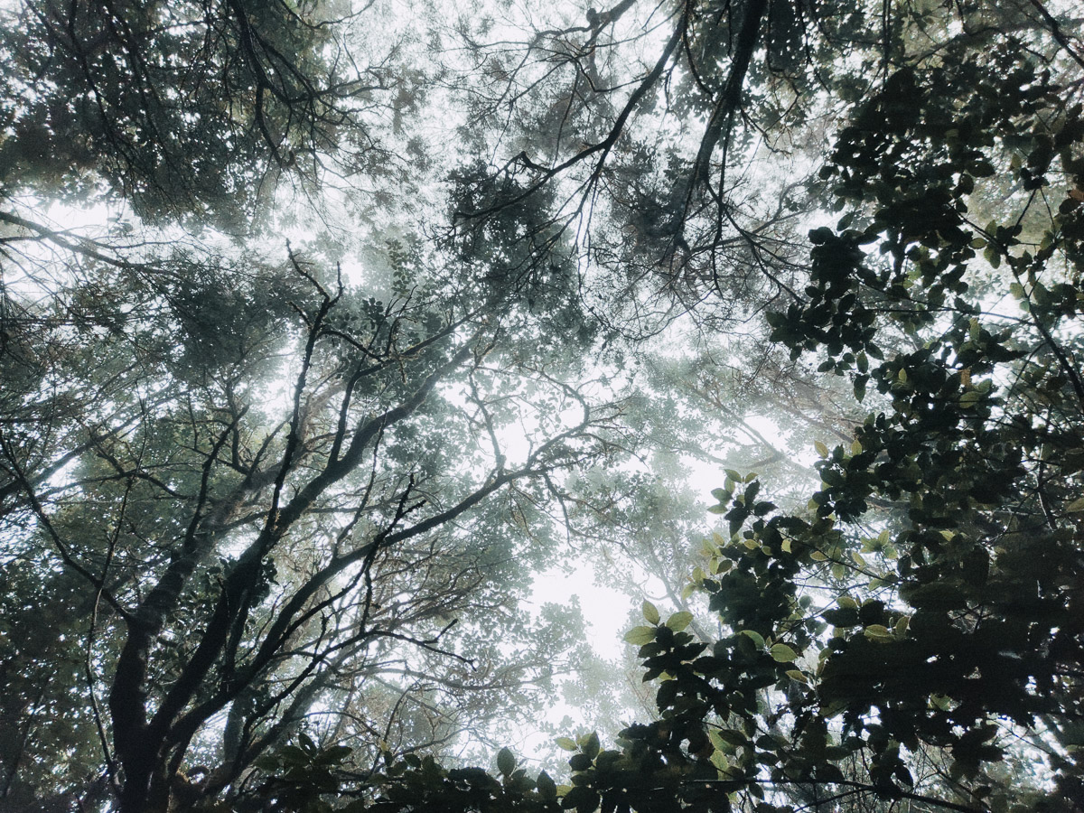 como fotografiar flores 19