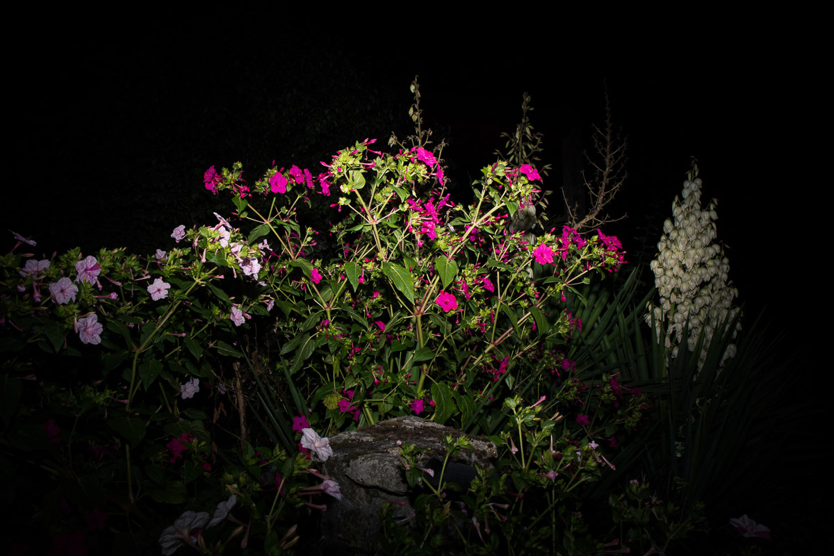 como fotografiar flores 18