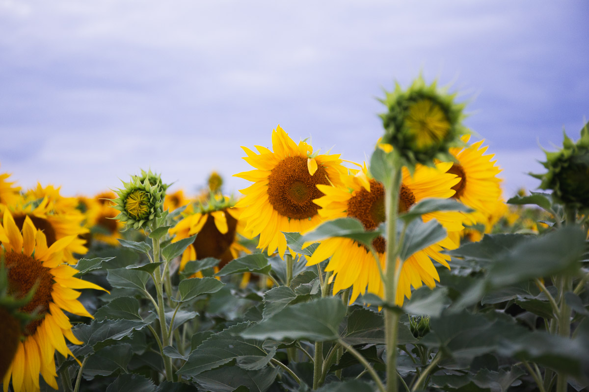 como fotografiar flores 16