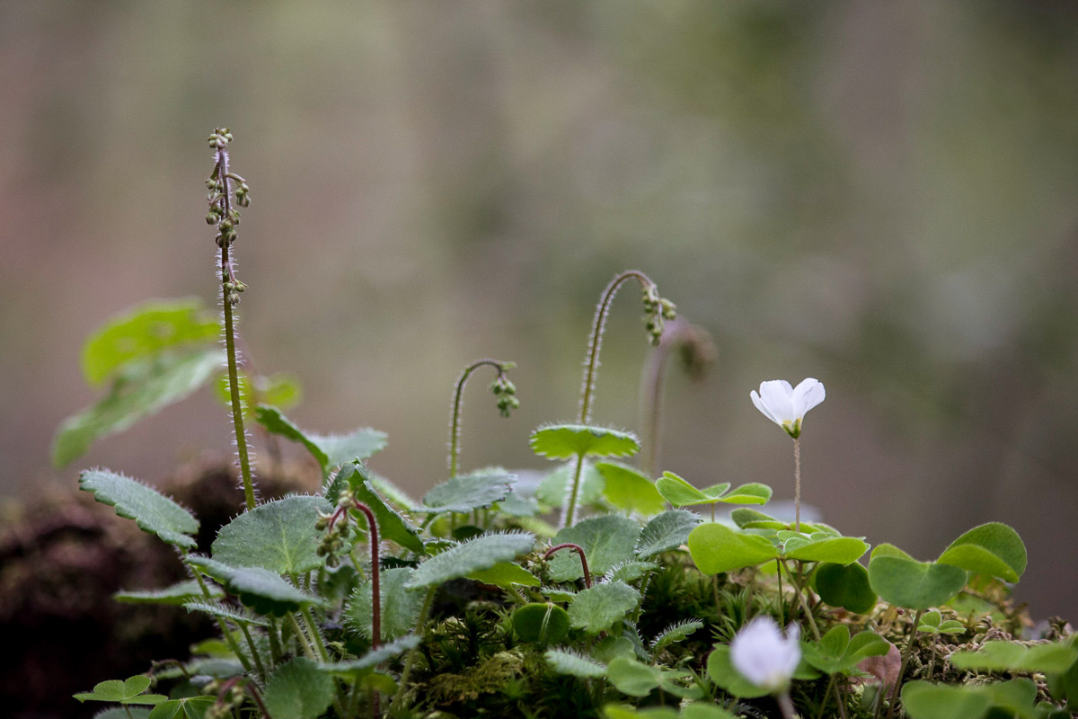 como fotografiar flores 15