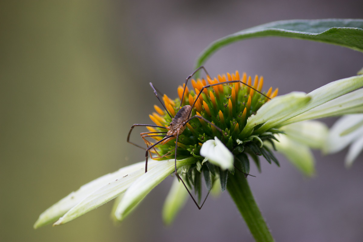 como fotografiar flores 14