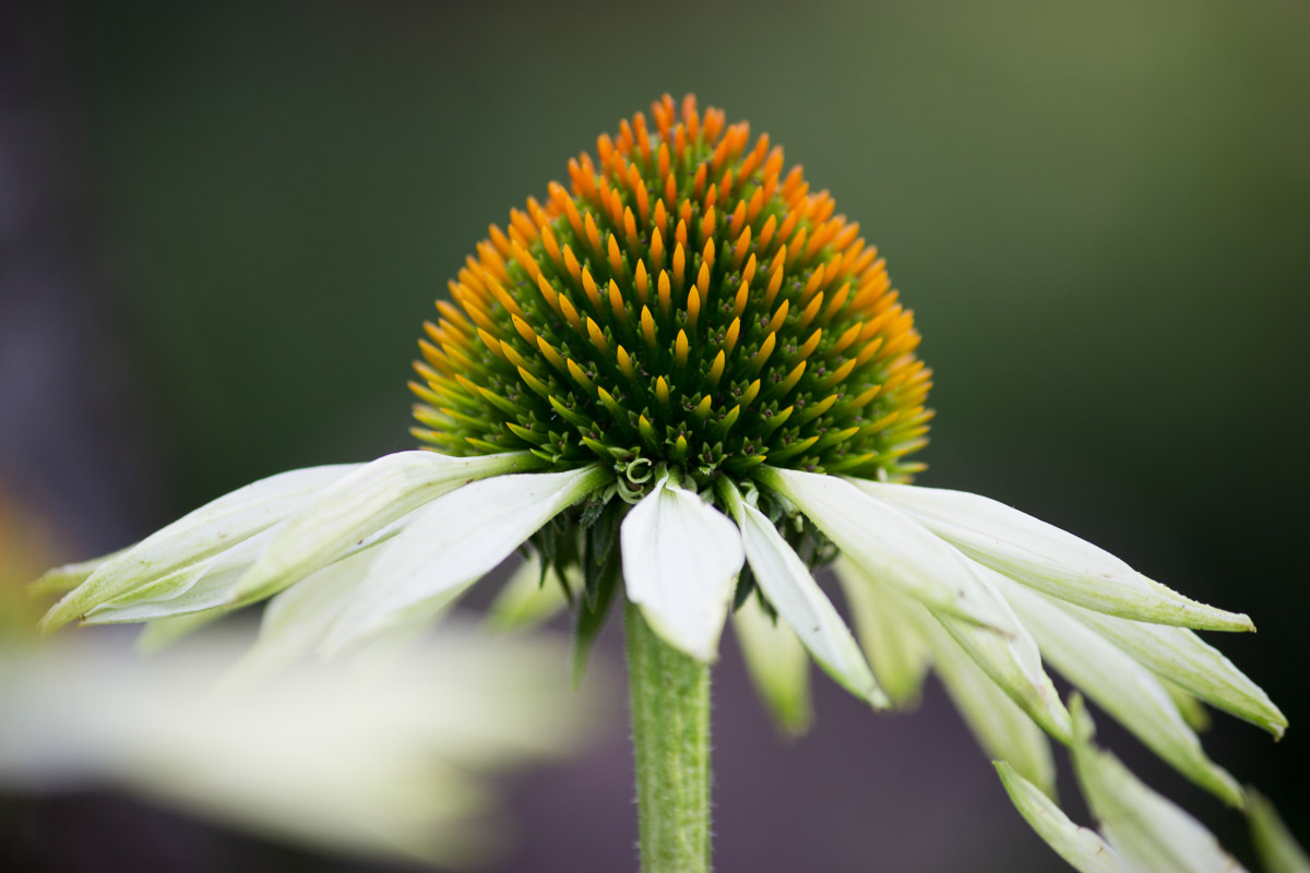 como fotografiar flores 13