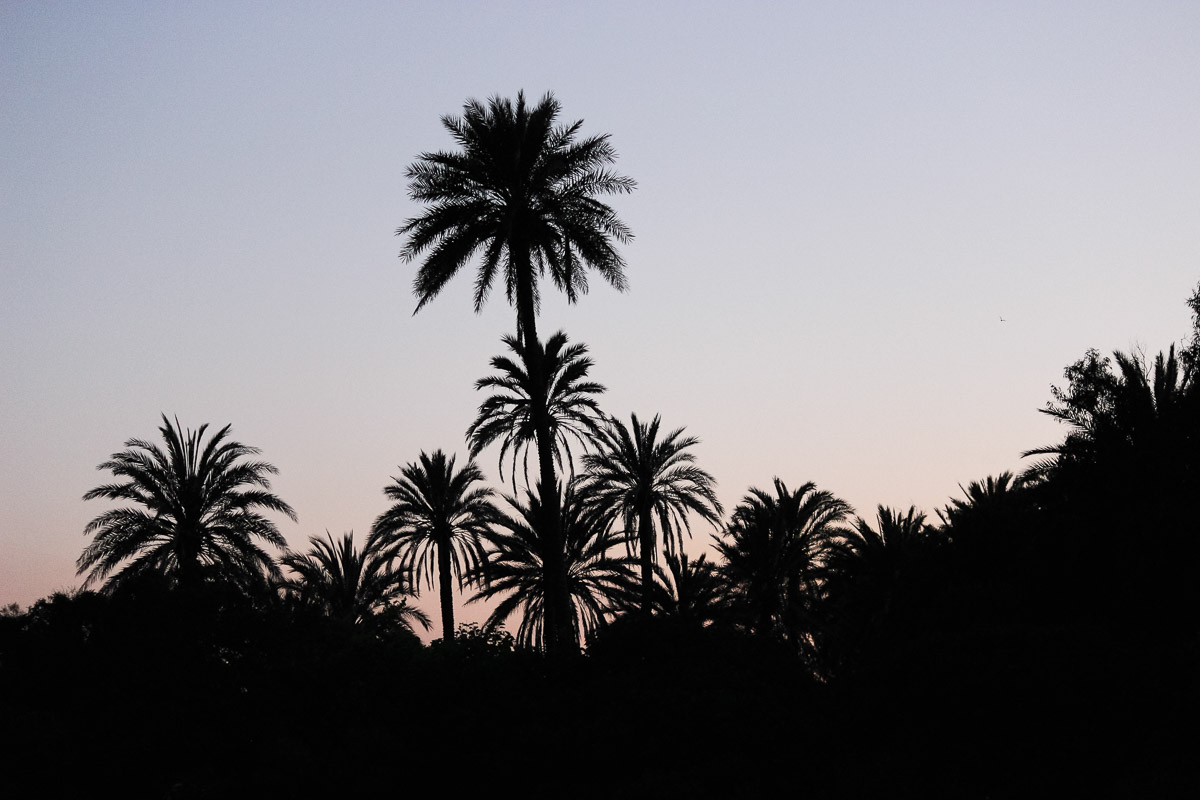 como fotografiar flores 11