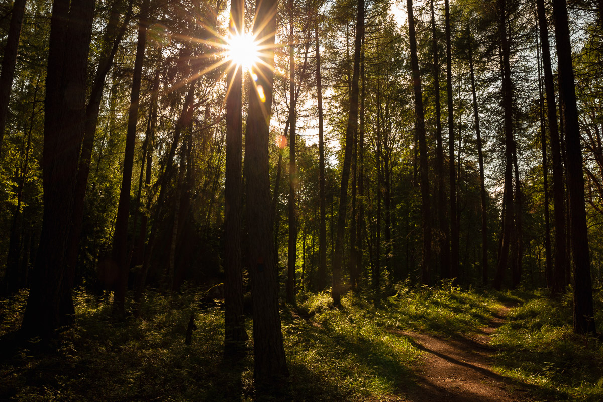 como fotografiar flores 10