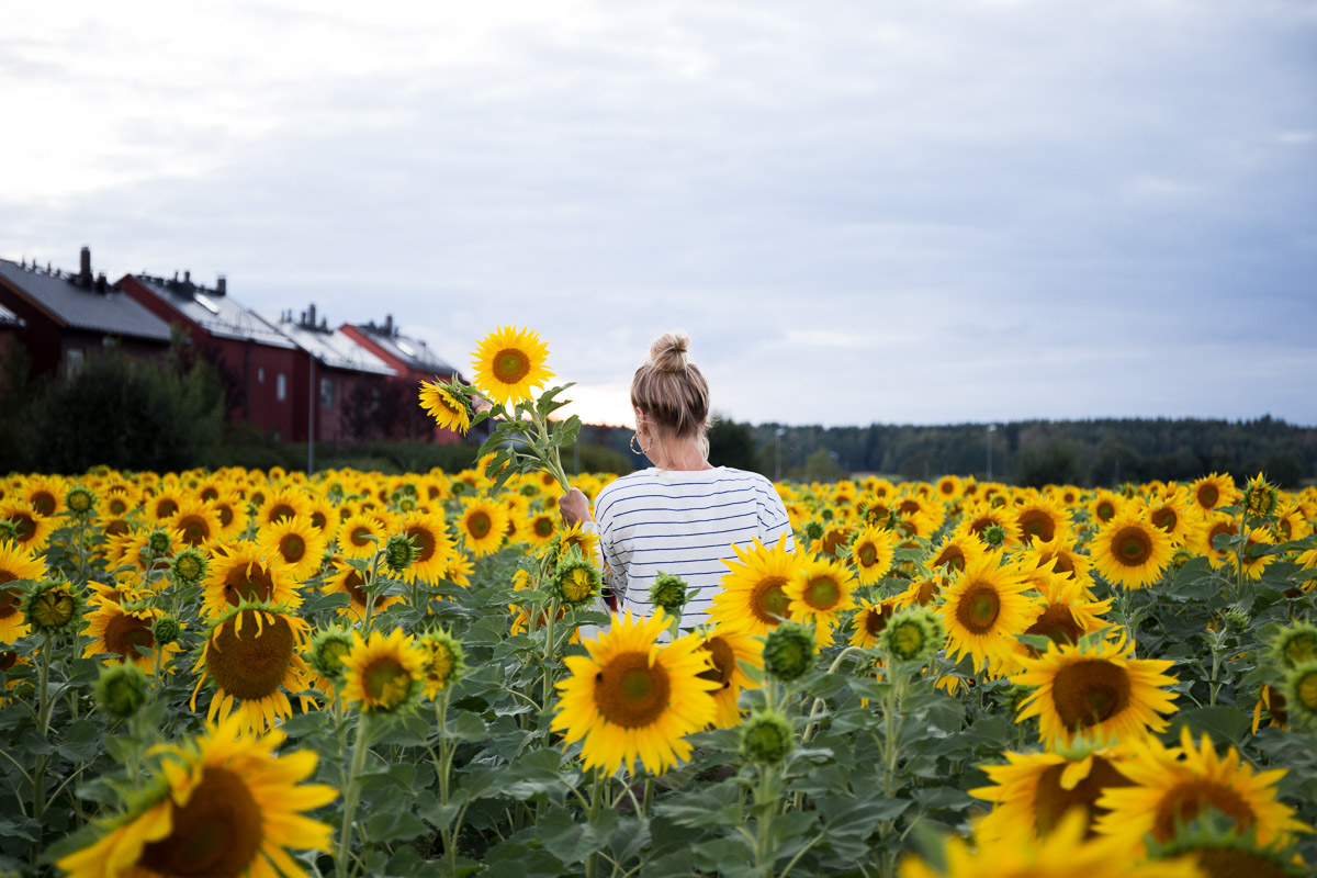como fotografiar flores 8