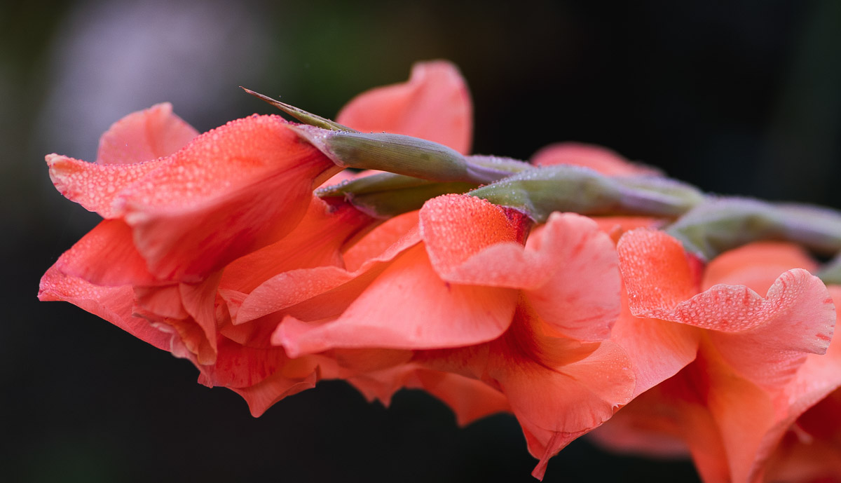 como fotografiar flores 6