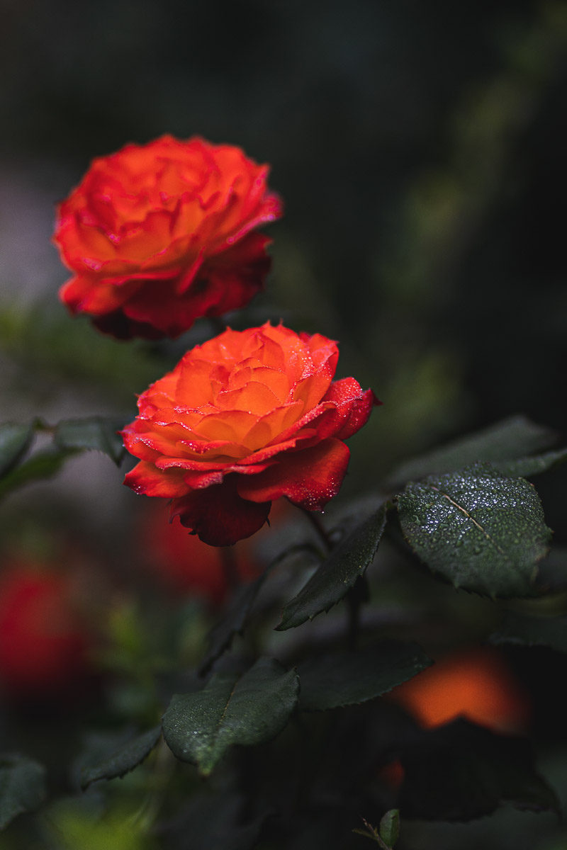 como fotografiar flores 2