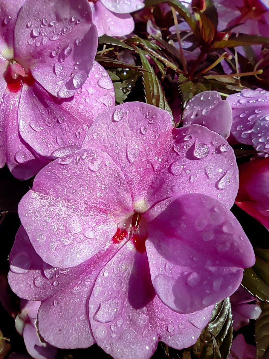 como fotografiar flores 26