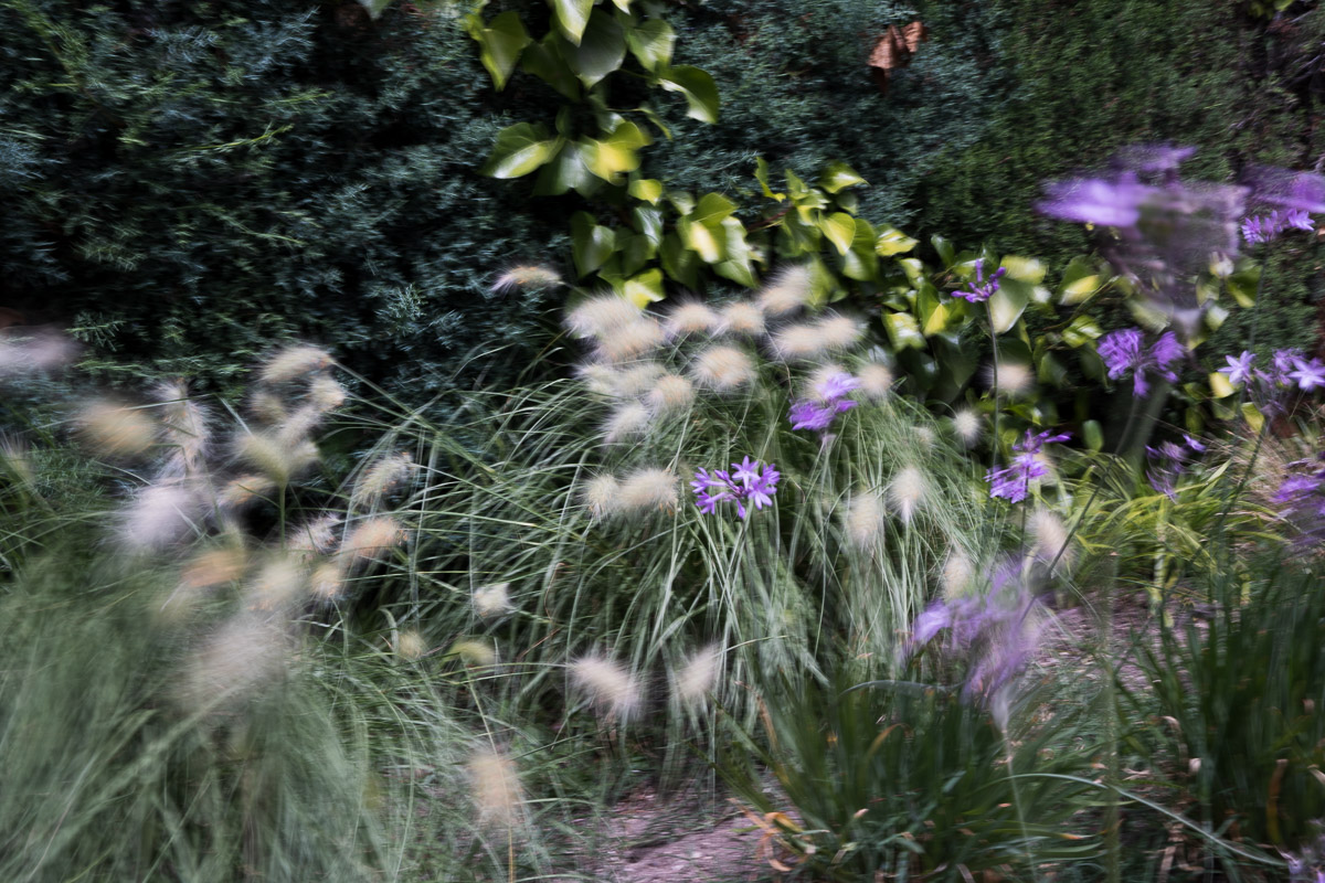 como fotografiar flores 23