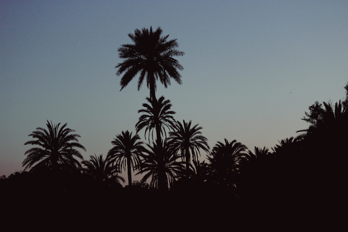 palmeras a contraluz